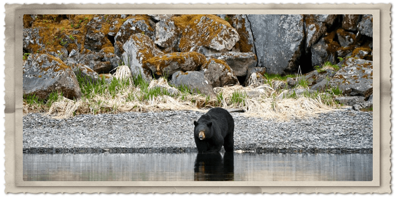 Prince William Sound Black Bear. Photographer Ted Raynor