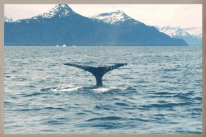 humpback whale diving