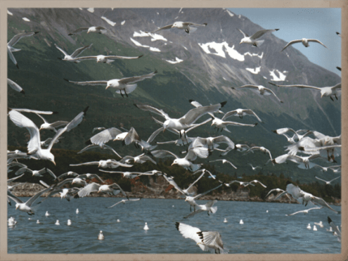kittiwake