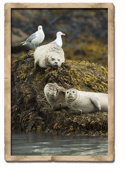 seals sleep