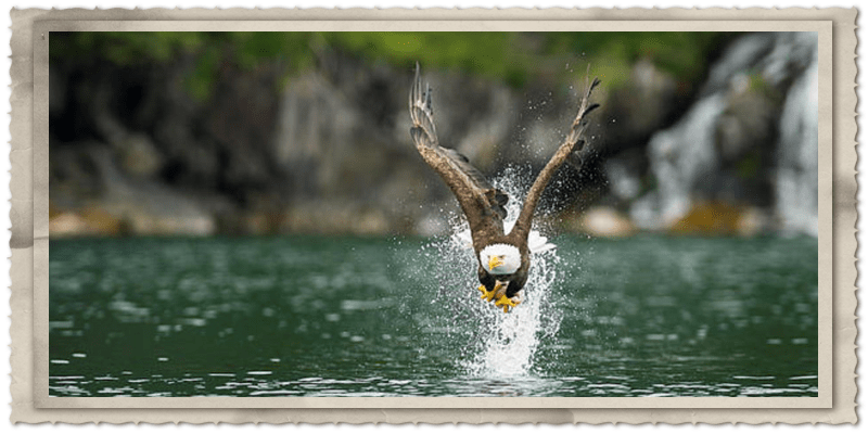 A eagle snatches up a rockfish. Photographer: Ted Raynor
